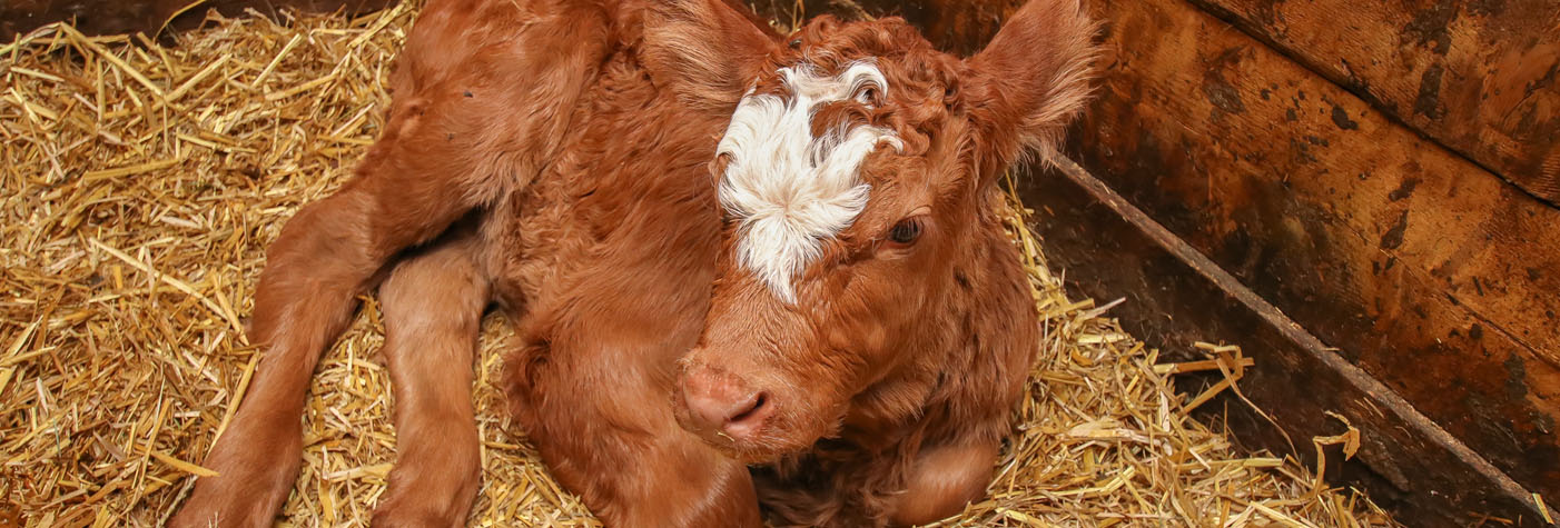 Tiere am Bauernhof