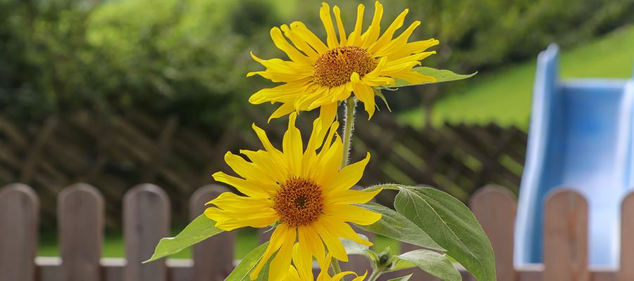 Bauernhof Fusch Sommerurlaub Ferien 7179